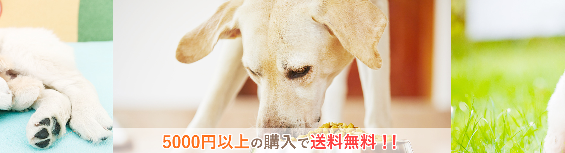 5000円以上の購入で送料無料！！