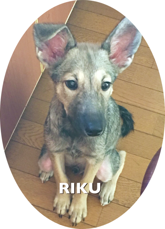 RIKU