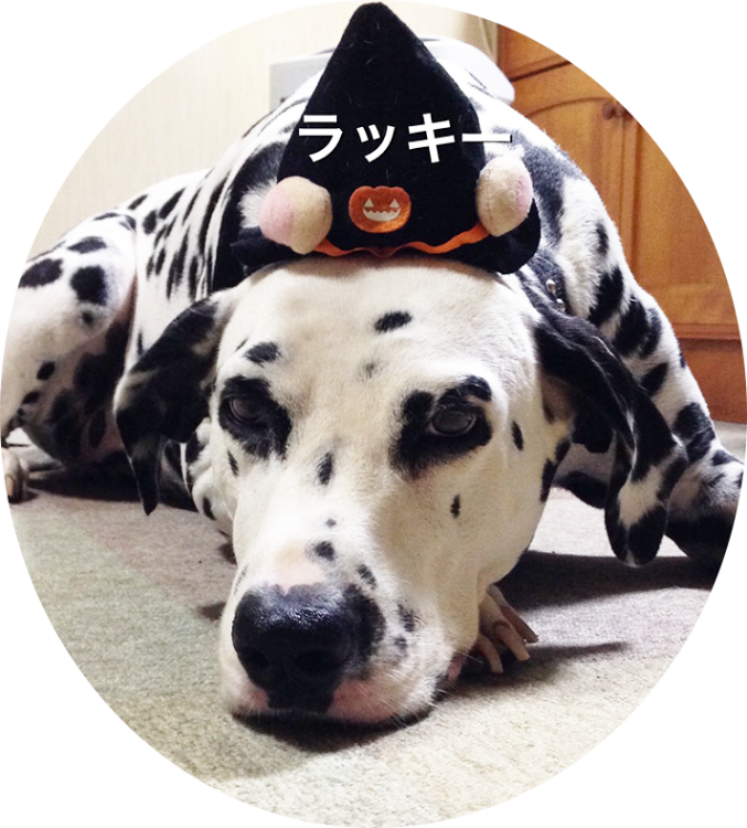ラッキー